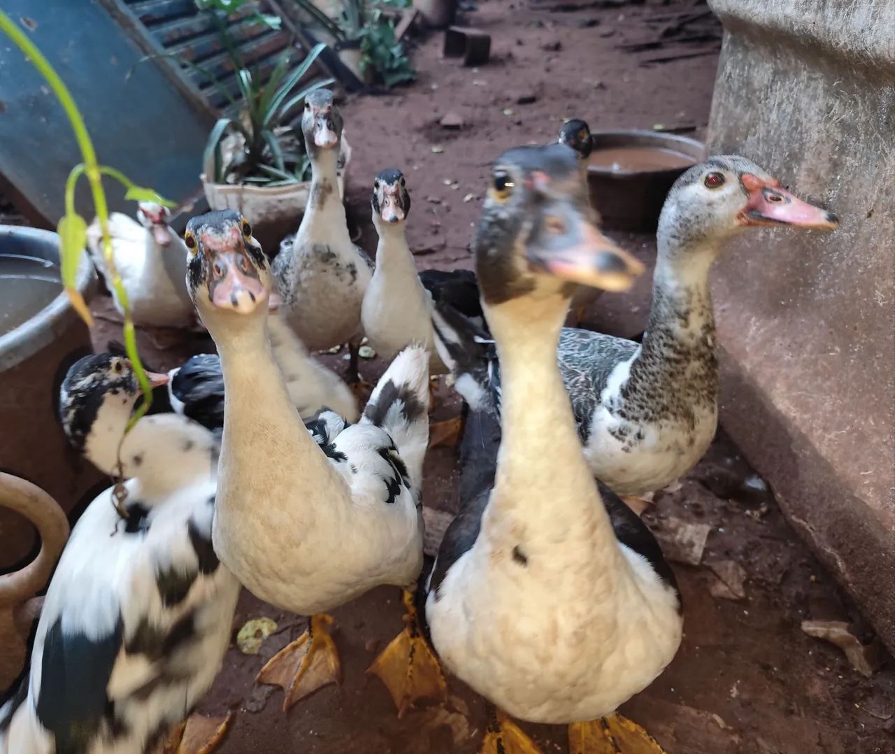 Vende-se patos - Foto 2