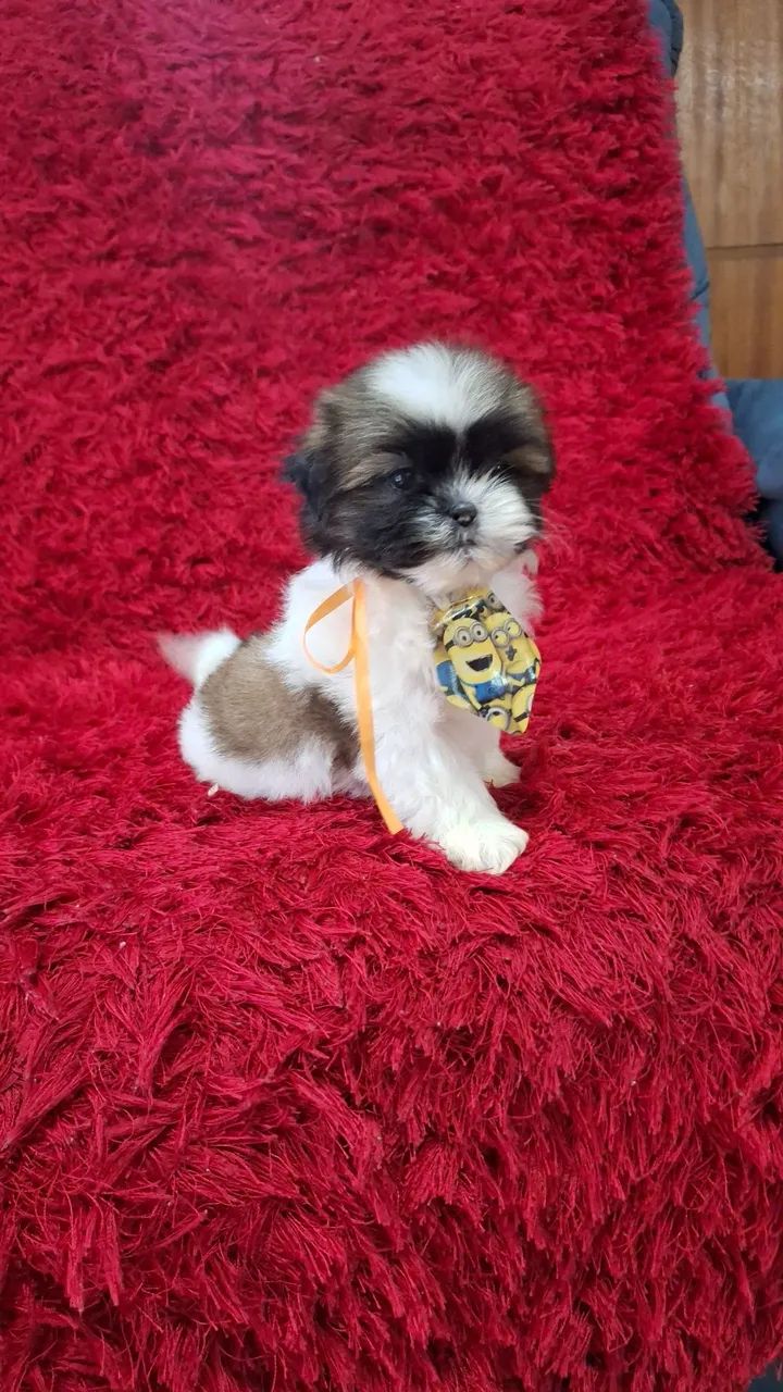 Bebês de shih tzu mini - Foto 4