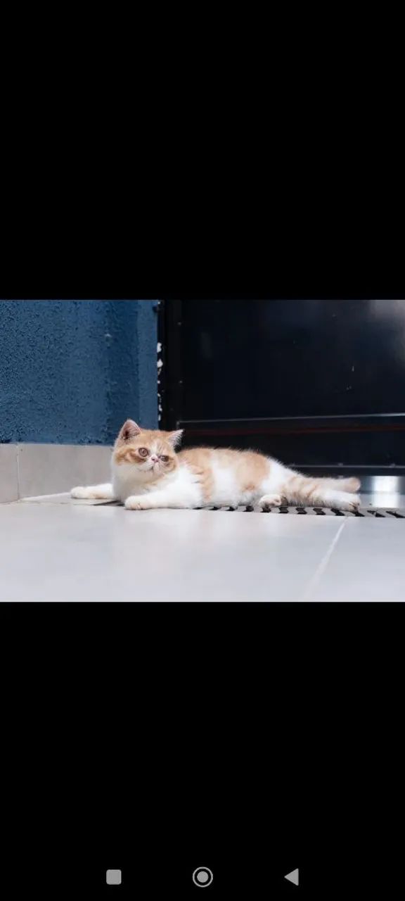 Gatos - Foto 2