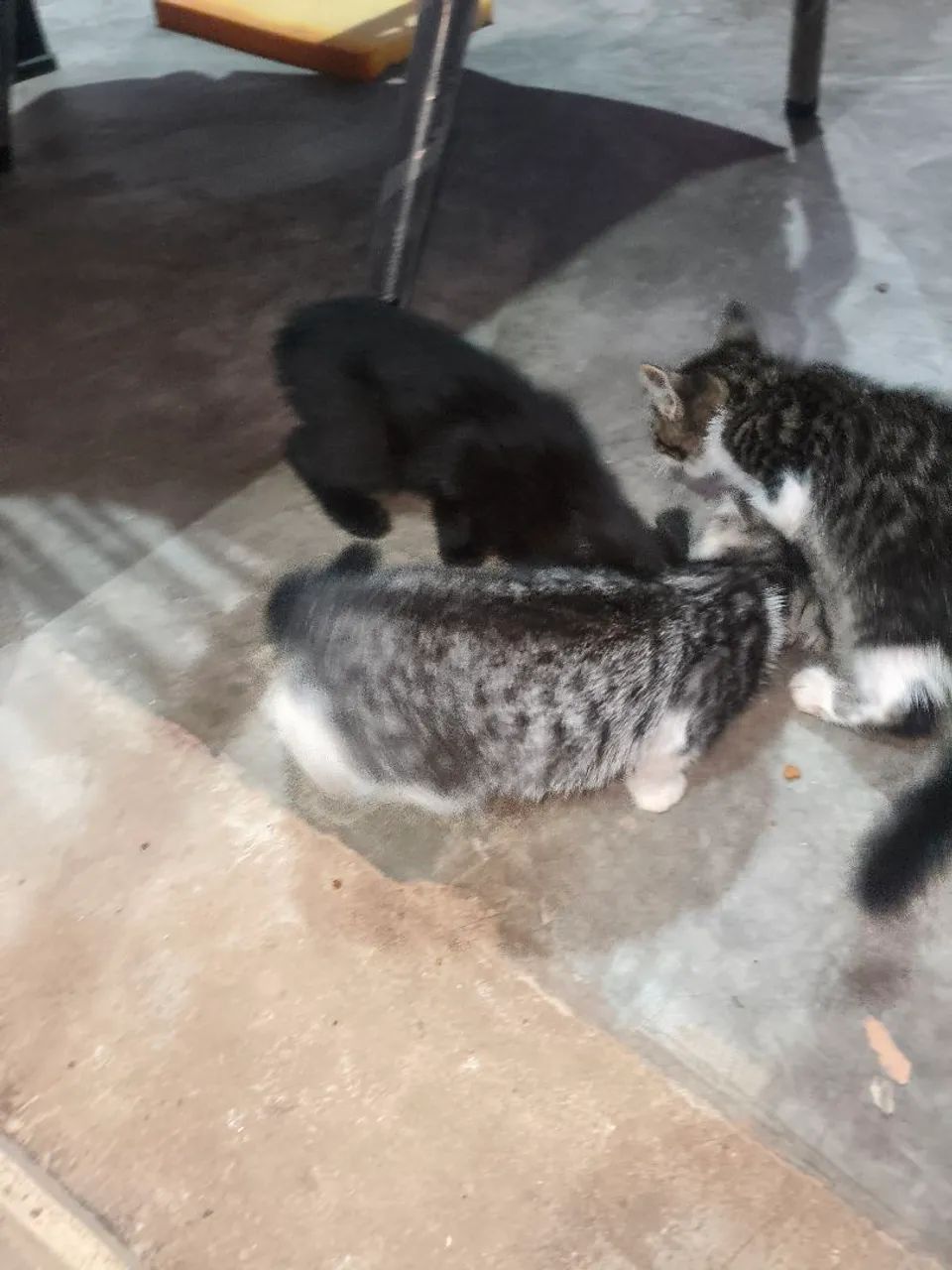 Doe se gatinhos  - Foto 2