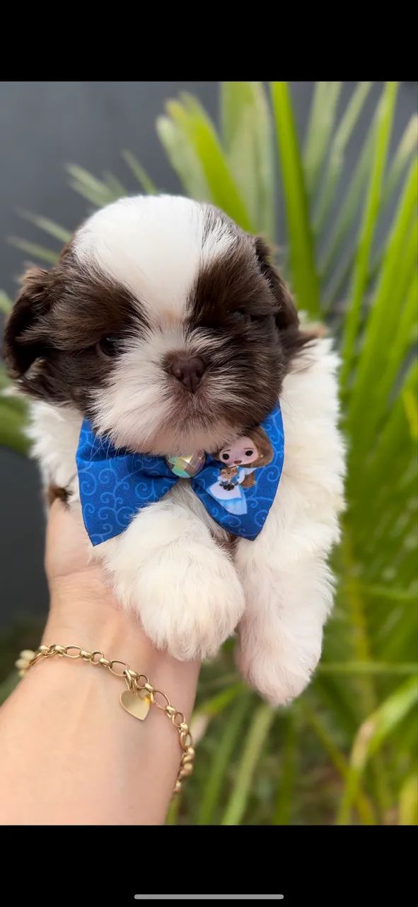 Shihtzu chocolate - Foto 3