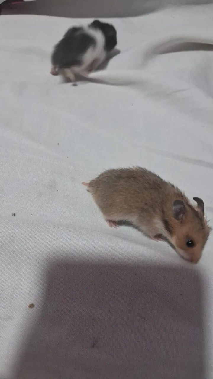 Hamster 