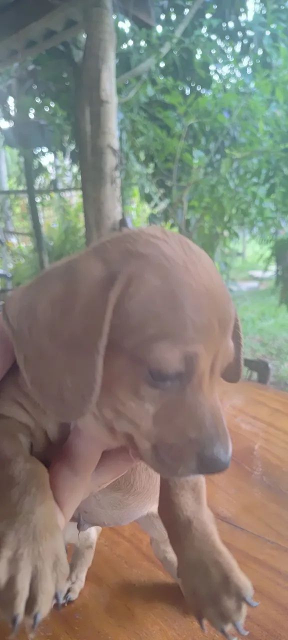 Vendo  - Foto 4