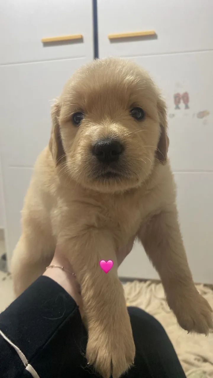 Golden Retriever - Foto 2