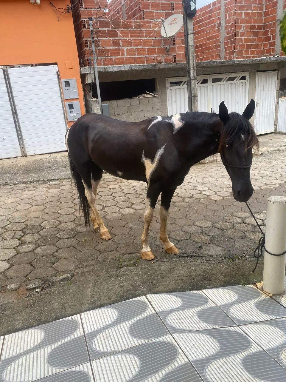 Cavalo pampa de preto - Foto 2