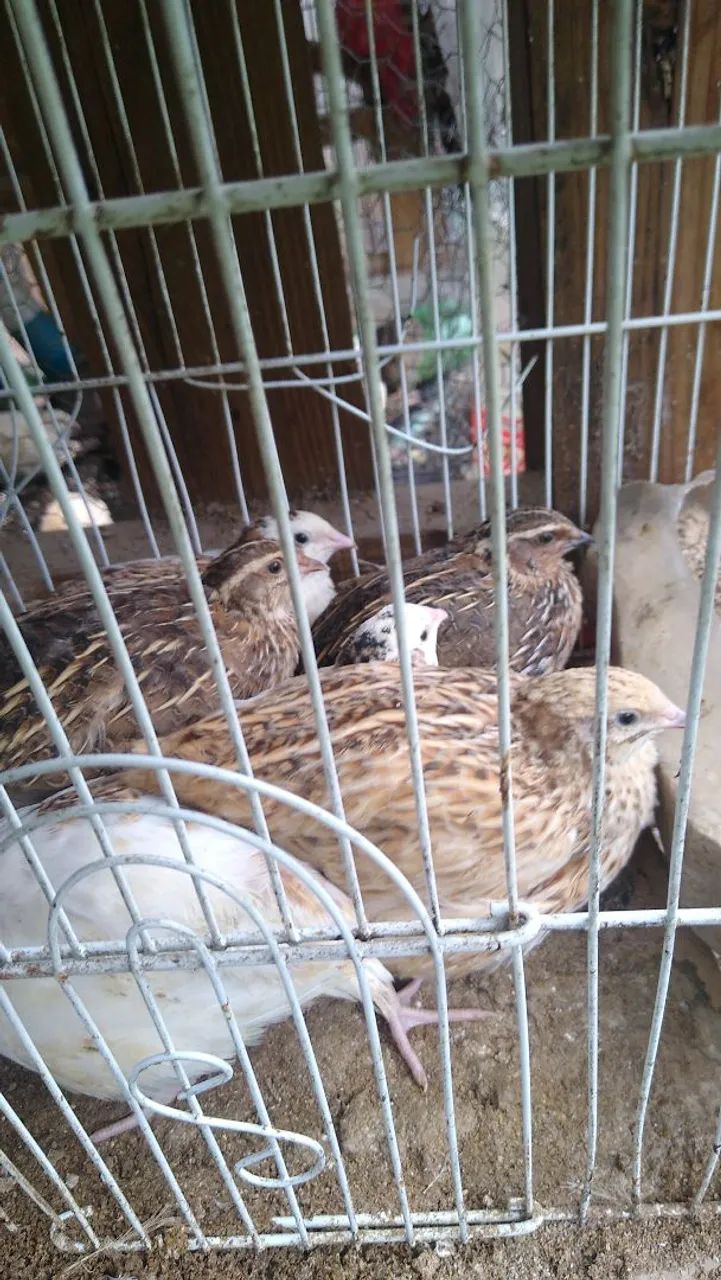 Codorna 