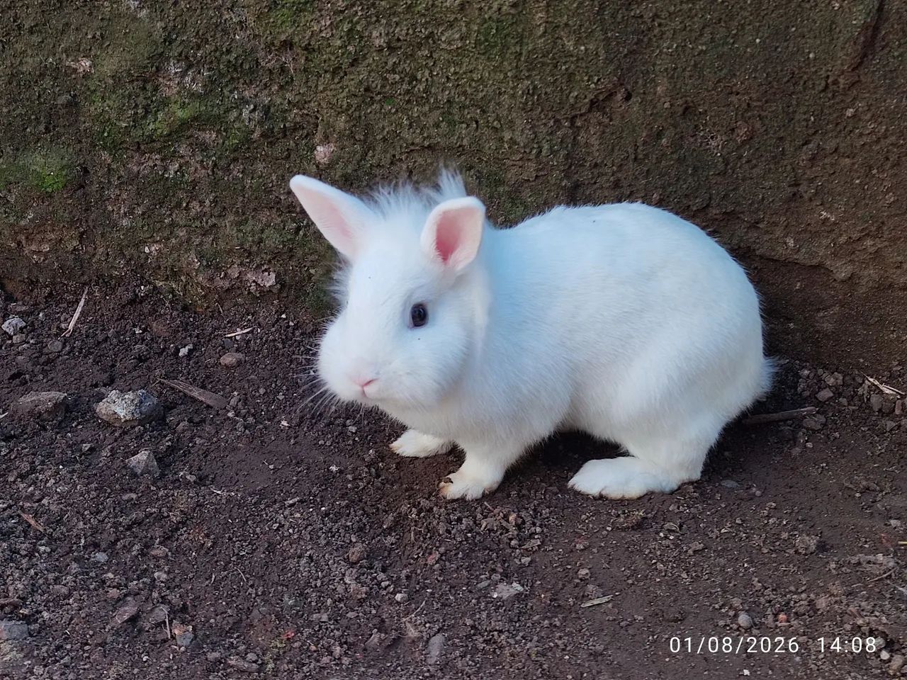 Mini lion  - Foto 3