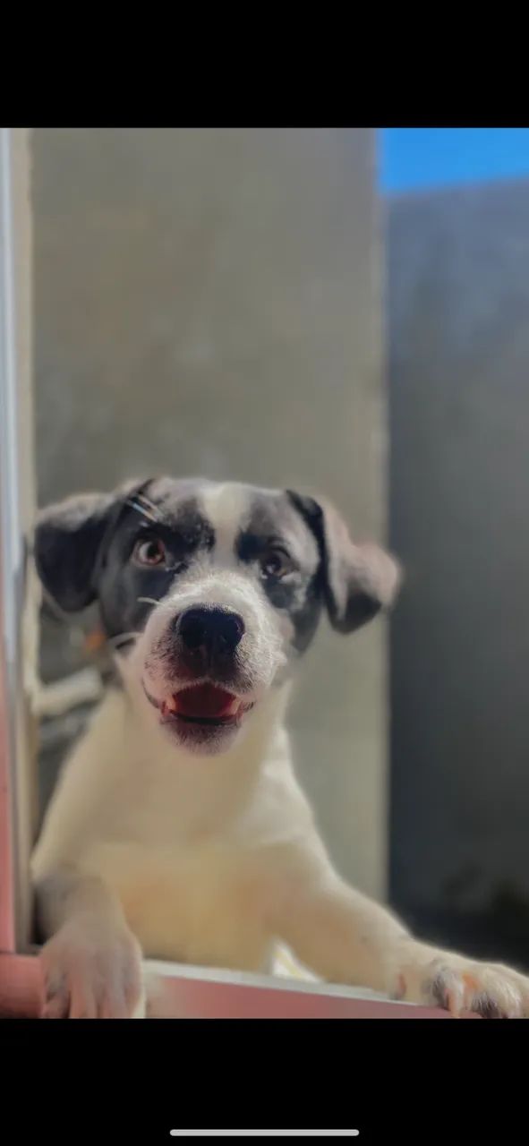 Cachorro de 1 ano e 1 mês ?
