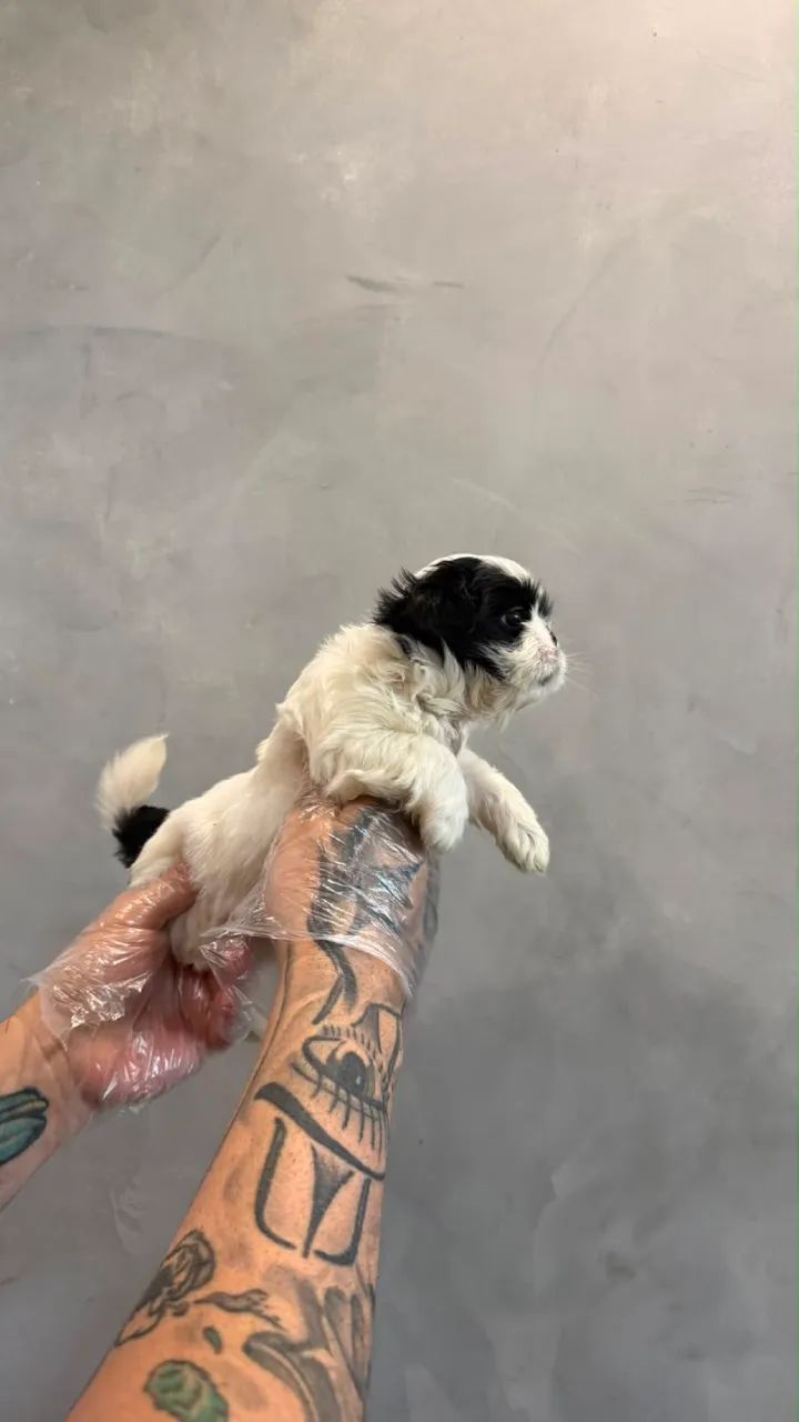 Shitzu mini (fêmea)
