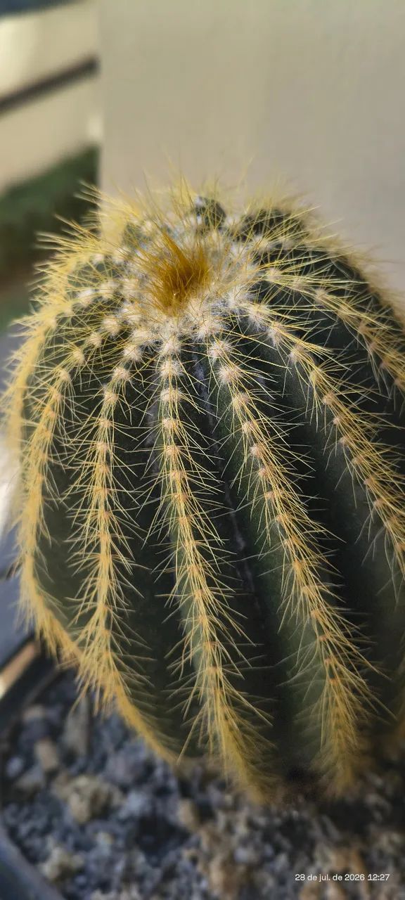 Cacto Parodia Magnifica  - Foto 2