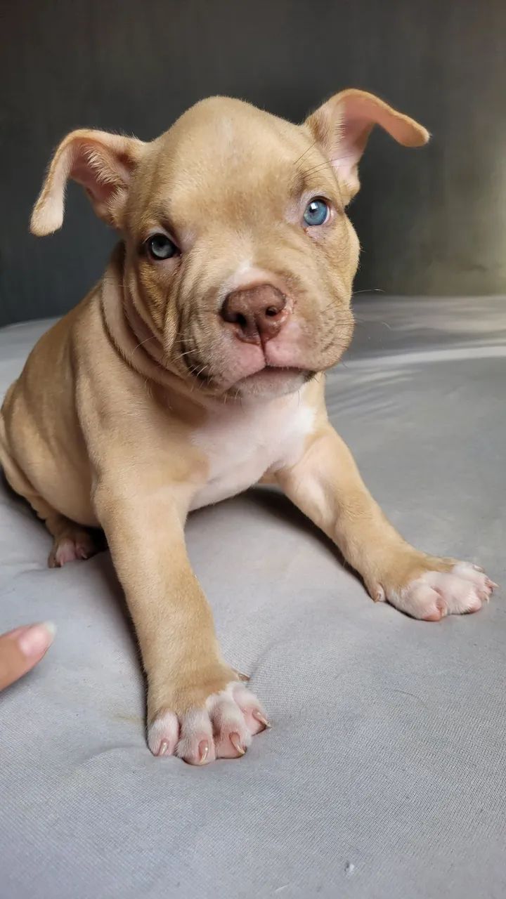 Filhotes American Bully com Pedigree - Foto 2