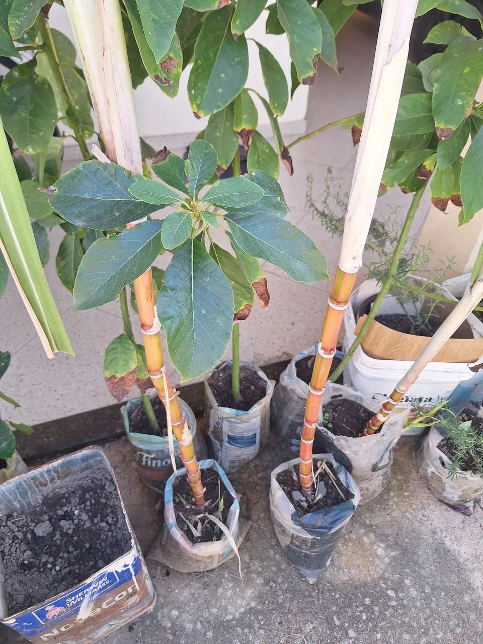 Muda  de  cana  caiana  - Foto 3