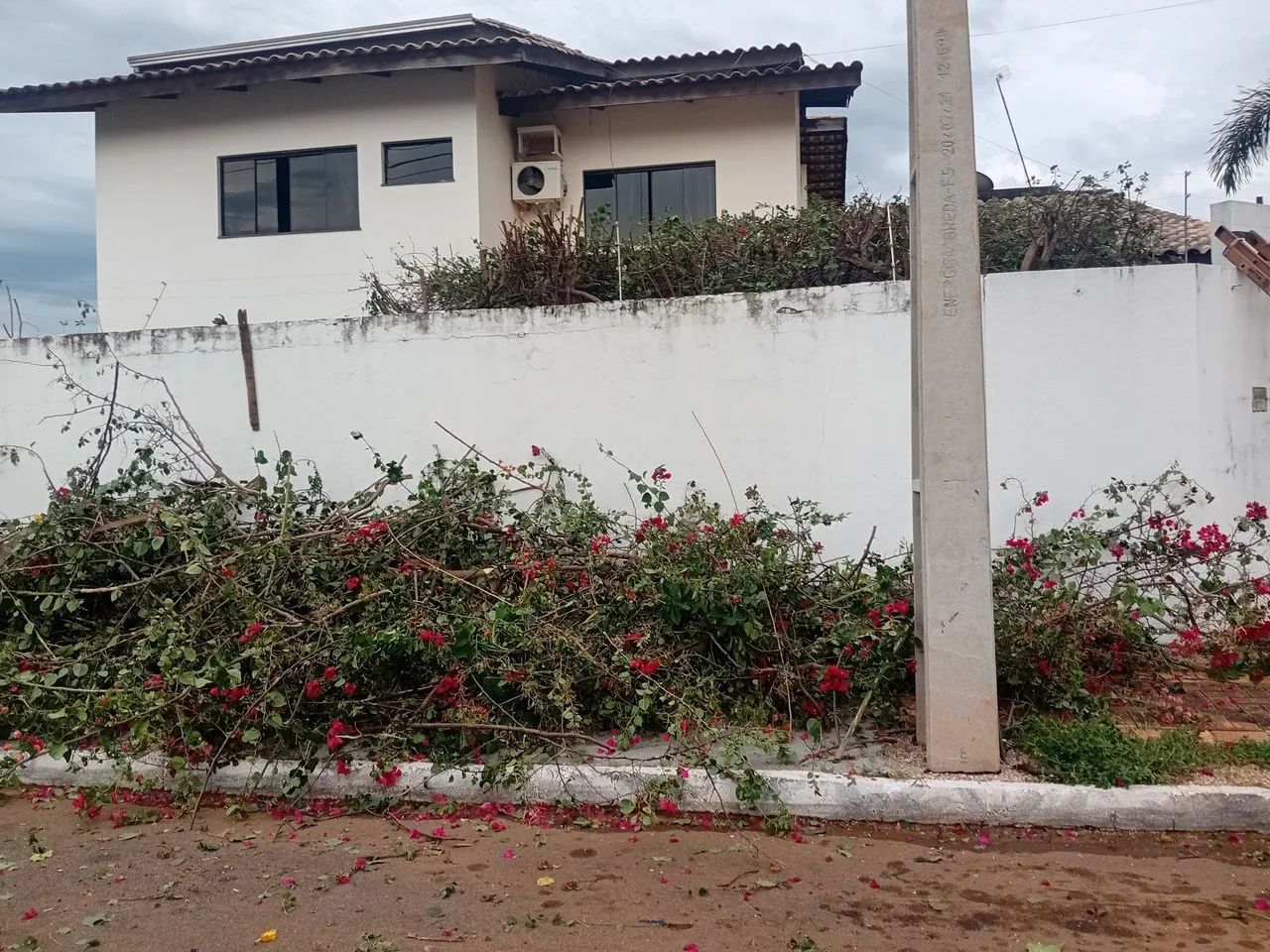 Poda de árvores palmas  - Foto 4