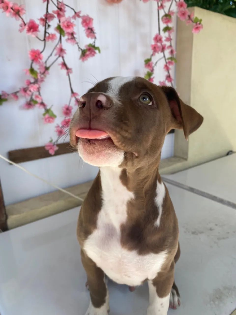PITBULL MACHO 2 MESES - Foto 4