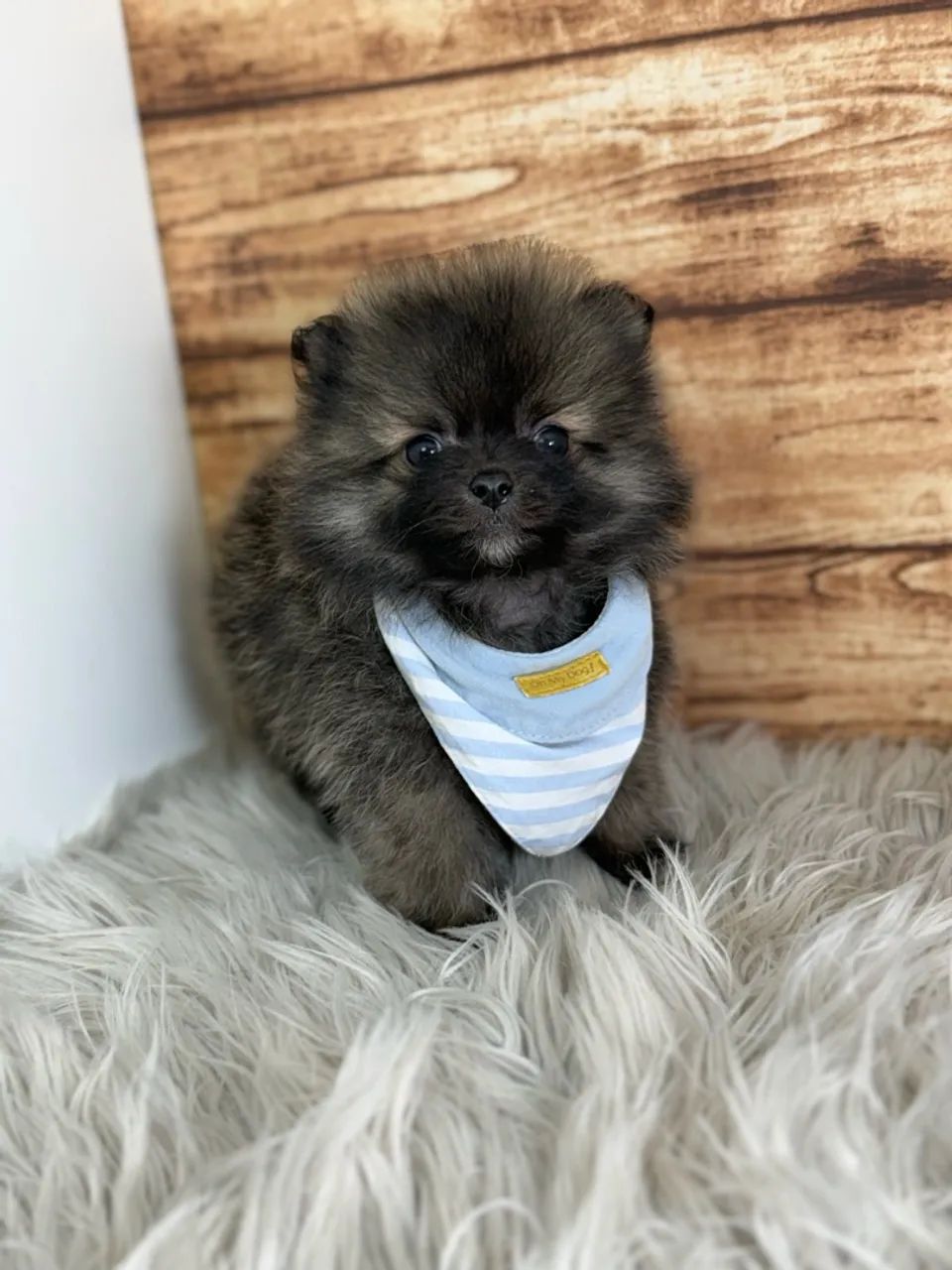 Spitz Alemão Macho  - Foto 4