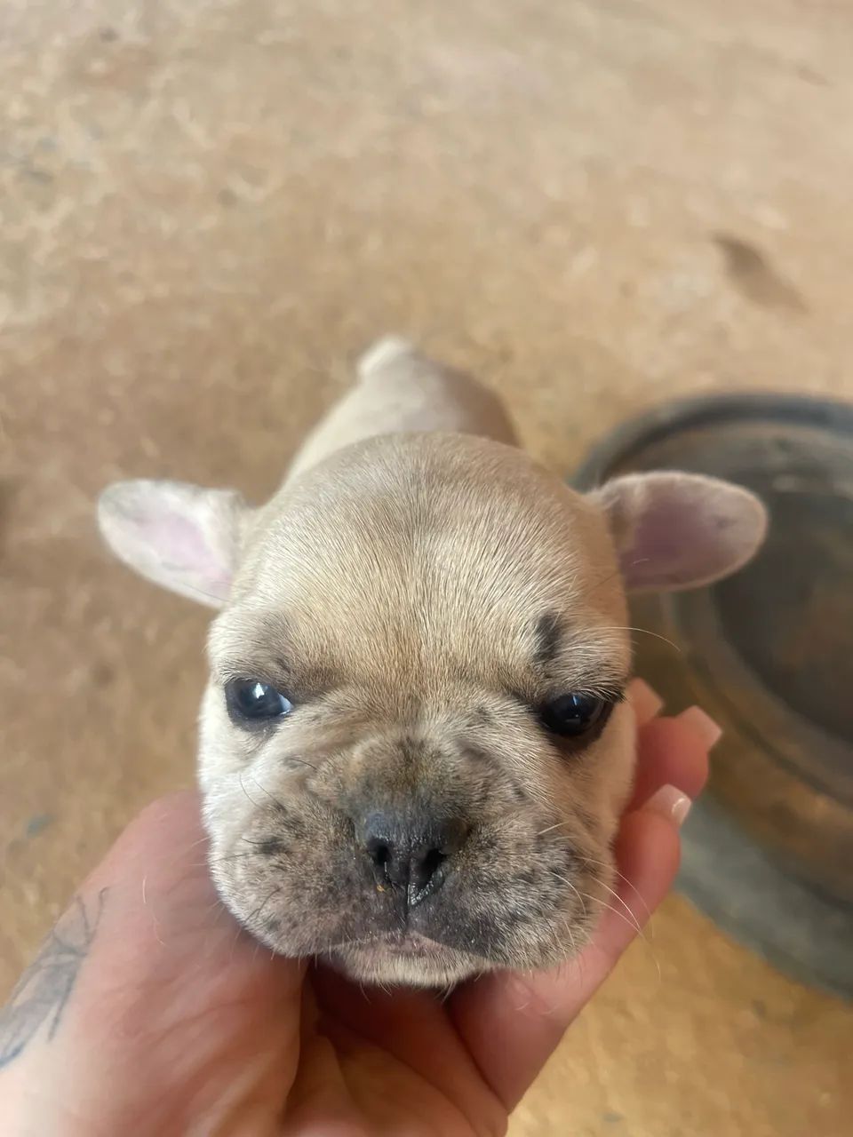 Filhotes e buldogue 