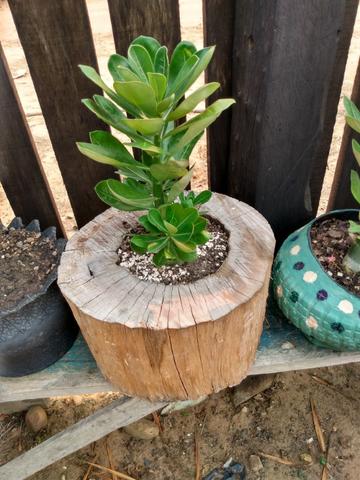 Rosas e sementes do deserto