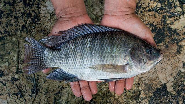 Vendo tilapia pra revender