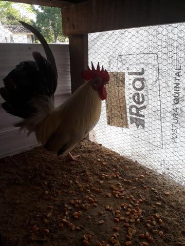 Vendo Garnizés Nagazaki e Polaco - Foto 2