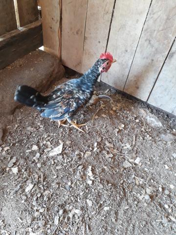 Vendo Garnizés Nagazaki e Polaco - Foto 6