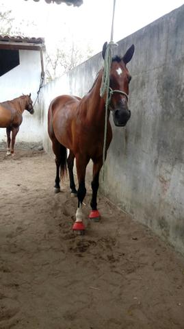Cavalo professor na esteira