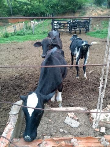 Vendo duas bezerras de inseminação é um bezerro girolando - Foto 3