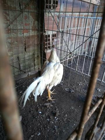 Vendo frango e galos de boa qualidade