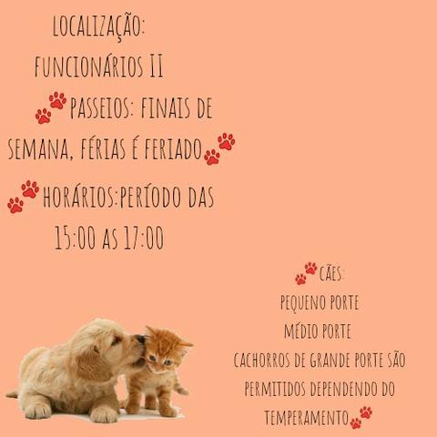 Passeador de cães,JP - Foto 3