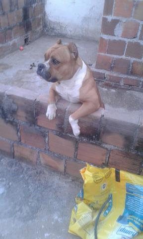American bully - Foto 2
