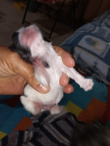 Vendo filhote de shitzu - Foto 4