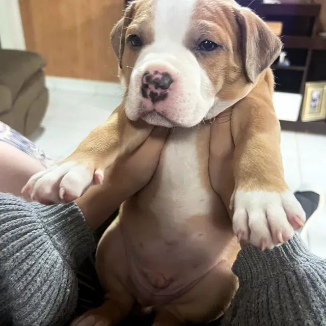 Pitbull Monsters 