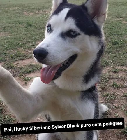 Filhotes de Husky Siberiano  - Foto 6