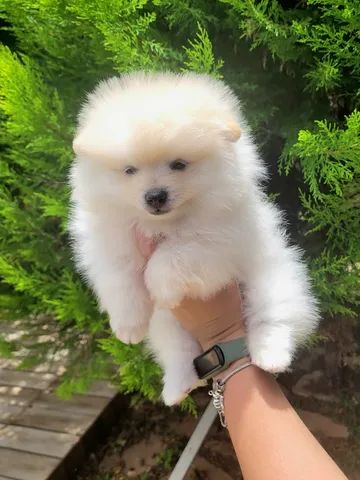 Spitz Alemão anão macho- Lulu da Pomerânia - 12x sem juros - - Foto 5