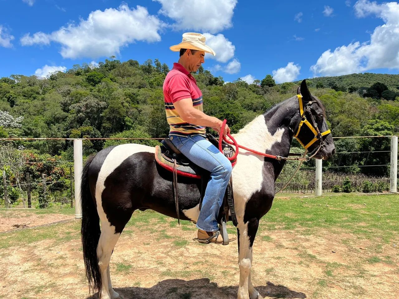 Cavalo mangalarga pampa de preto  - Foto 2