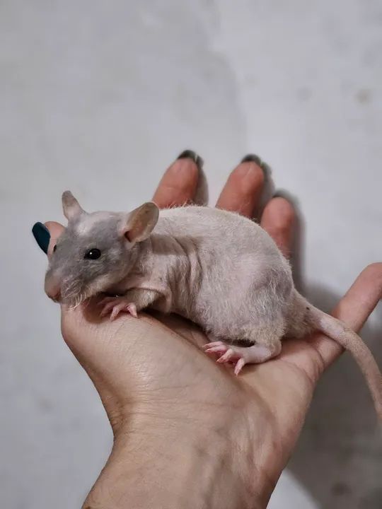 Ratos twister mercol companhia ou alimentação  - Foto 5