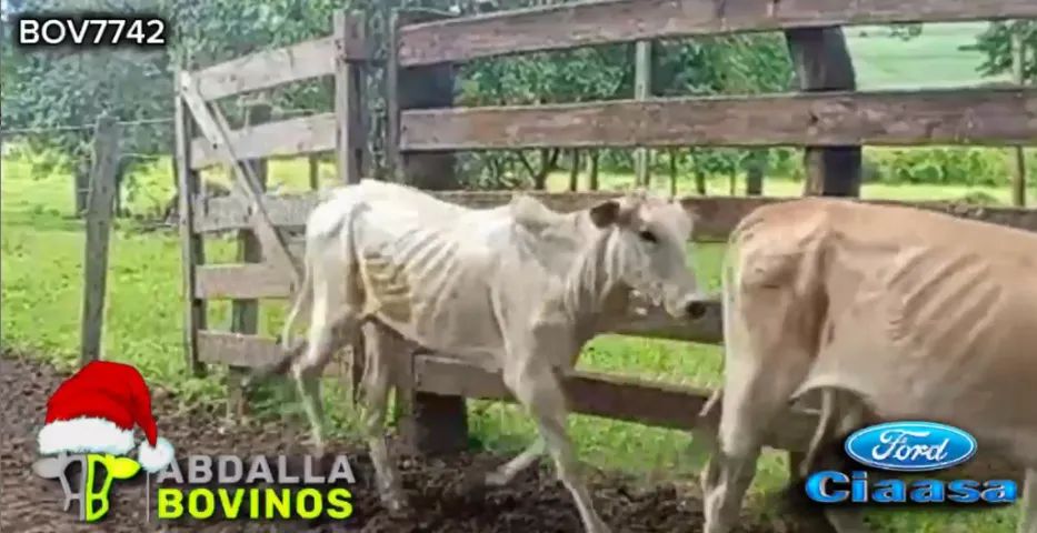 BOV7742 - 105 BEZERRAS E NOVILHAS NELORE 10-18 MESES - ITAUÇU - GO - Foto 3