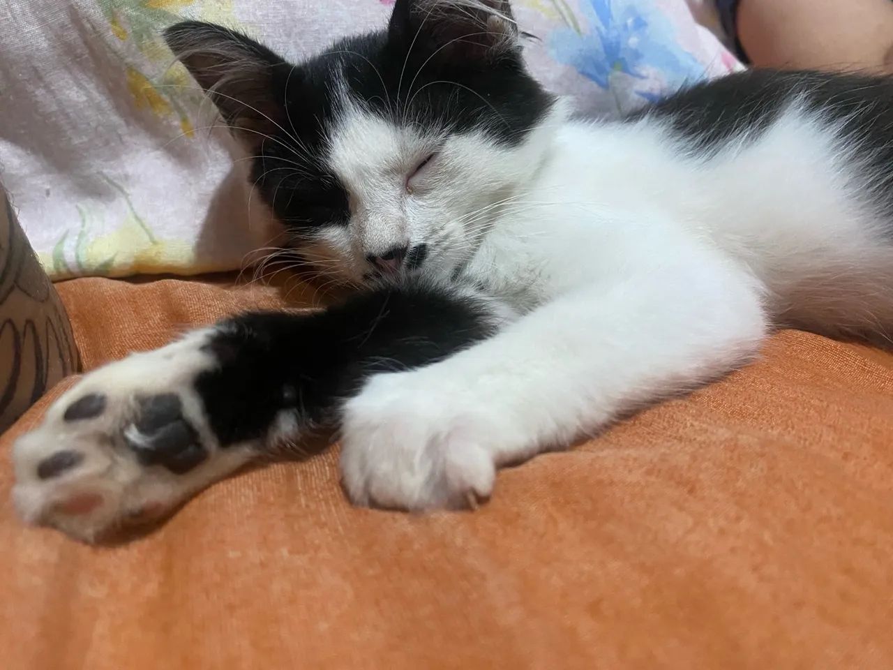 Gatinha para adoção - Foto 4