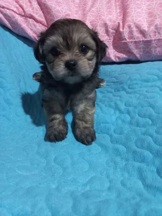 Filhote de Shih Tzu com maltês $650 - Foto 3