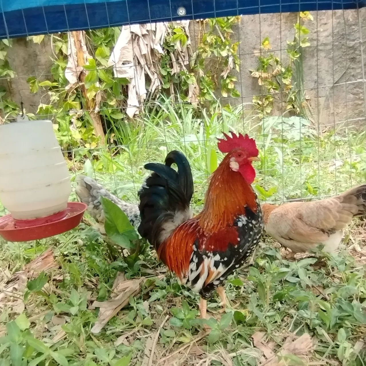 Mini galinho ganinze  - Foto 3