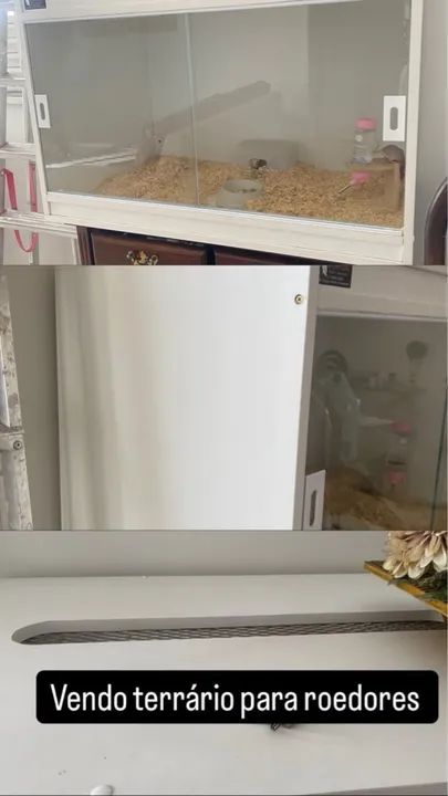 Terrário para Roedores
