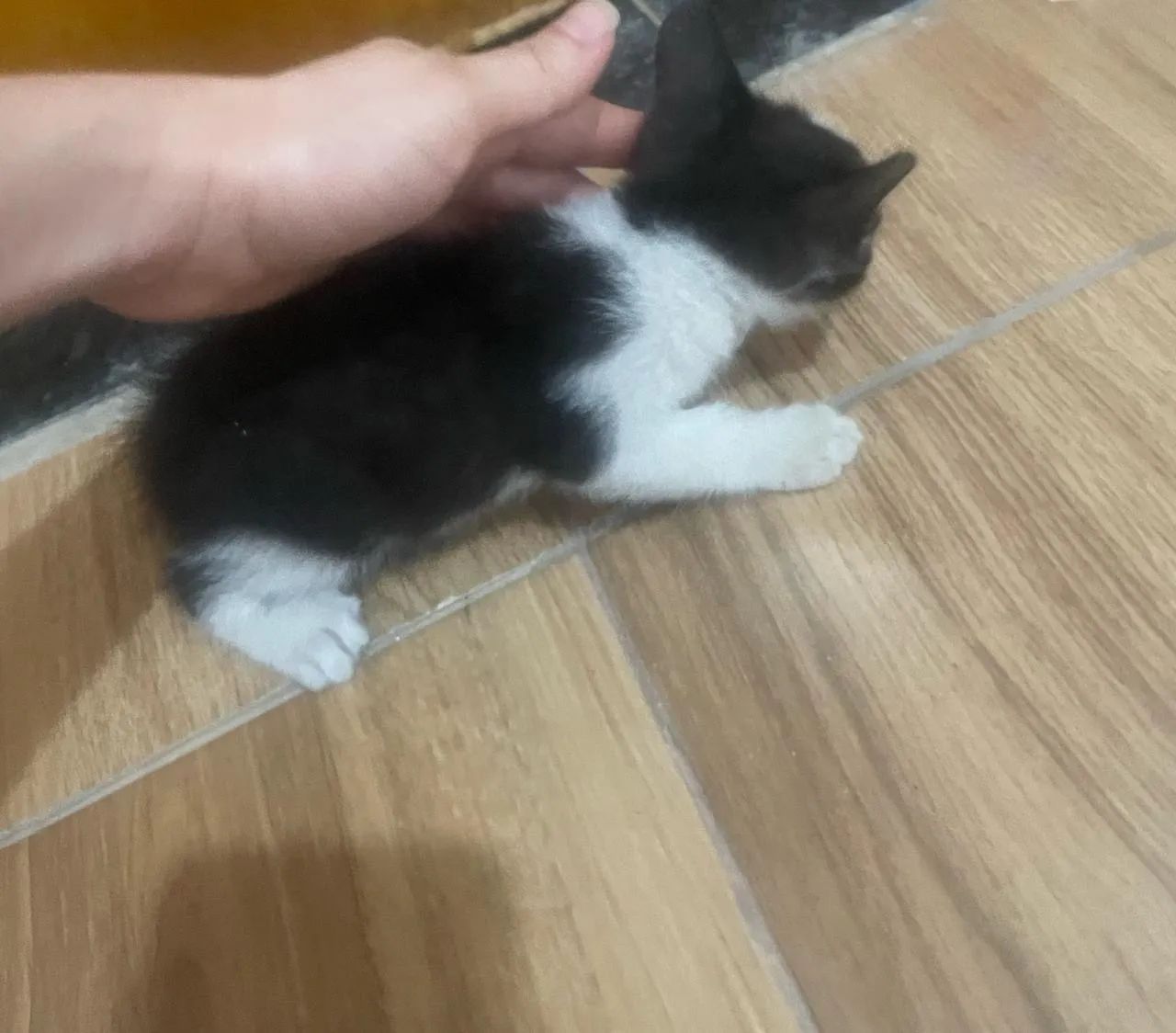 Gatinho Branco e Preto - Adote Já! - Foto 3