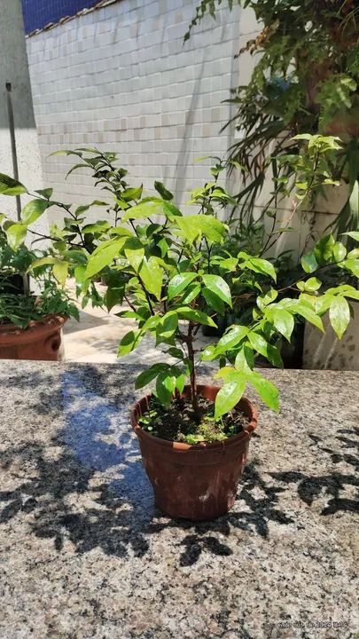Bonsai de Jabuticaba - Foto 2