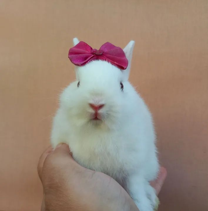 Coelho Anão Netherland Dwarf  - Foto 6