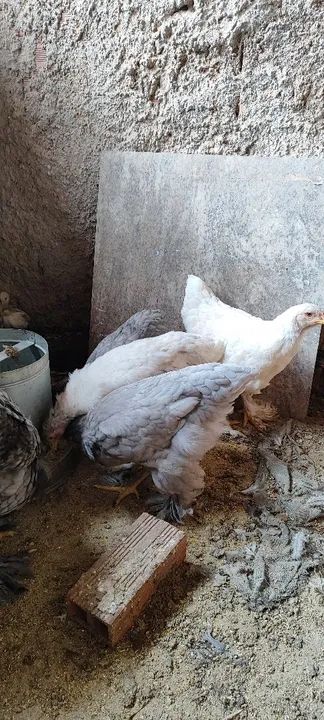 Galinhas Brahma azul - R$ 150 - Foto 3