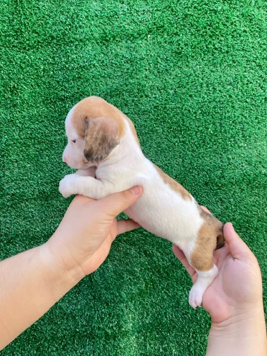 Filhote de Cofap ( Daschund, Teckel, Basset) Mini Fêmea Arlequim! Disponível! - Foto 2