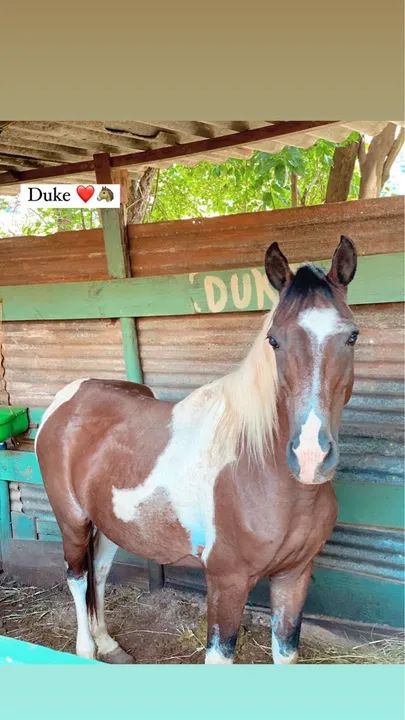 Cavalo Mangalarga com árabe  - Foto 3