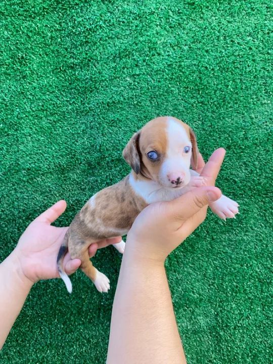 Filhote de Cofap ( Daschund, Teckel, Basset) Mini Fêmea Arlequim! Disponível!