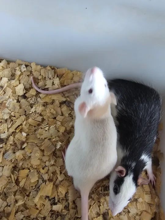 Ratos twister mercol companhia ou alimentação 