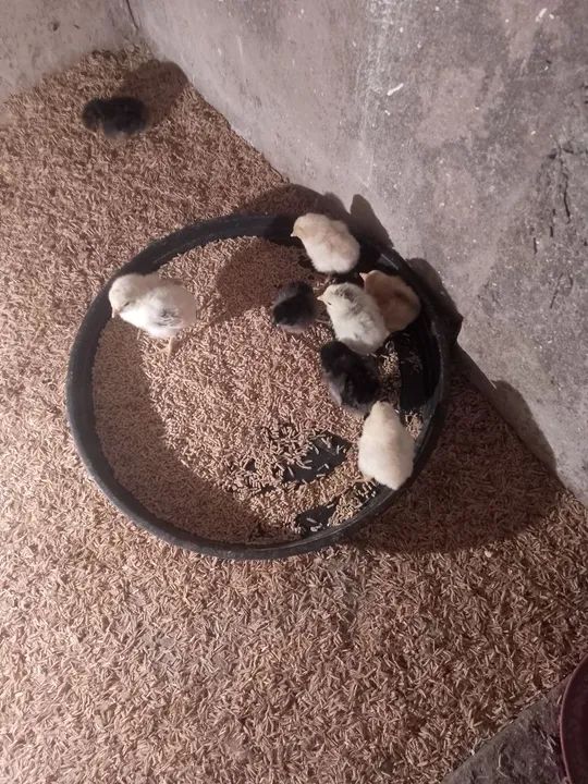 Pintinhos GLC e caipira  - Foto 3