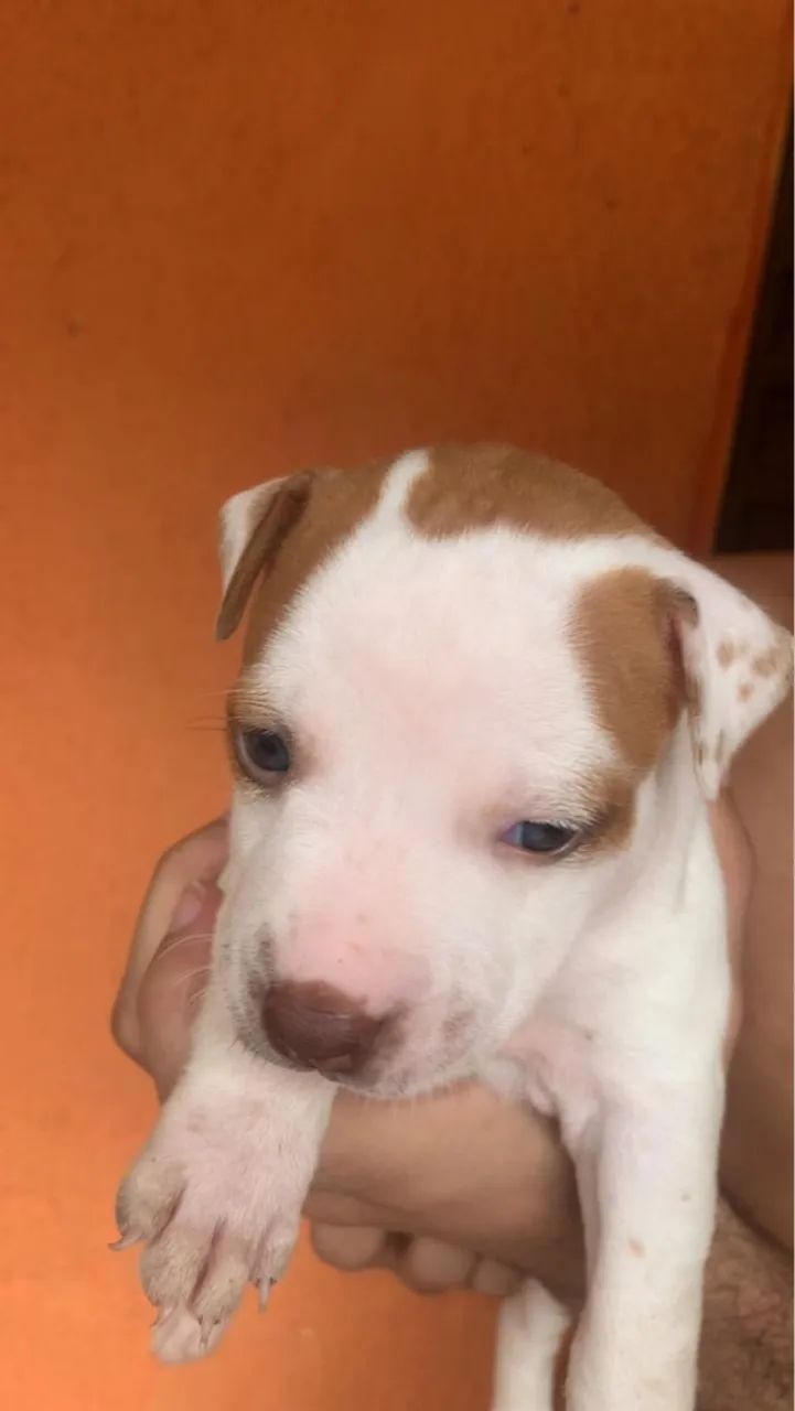 Filhote de Pitbull RedNose  - Foto 2